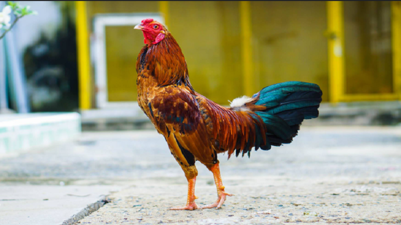 Tiết lộ cách nuôi gà đá cựa sắt đánh đâu thắng đó từ A tới Z Tiết lộ cách nuôi gà đá cựa sắt đánh đâu thắng đó từ A tới Z