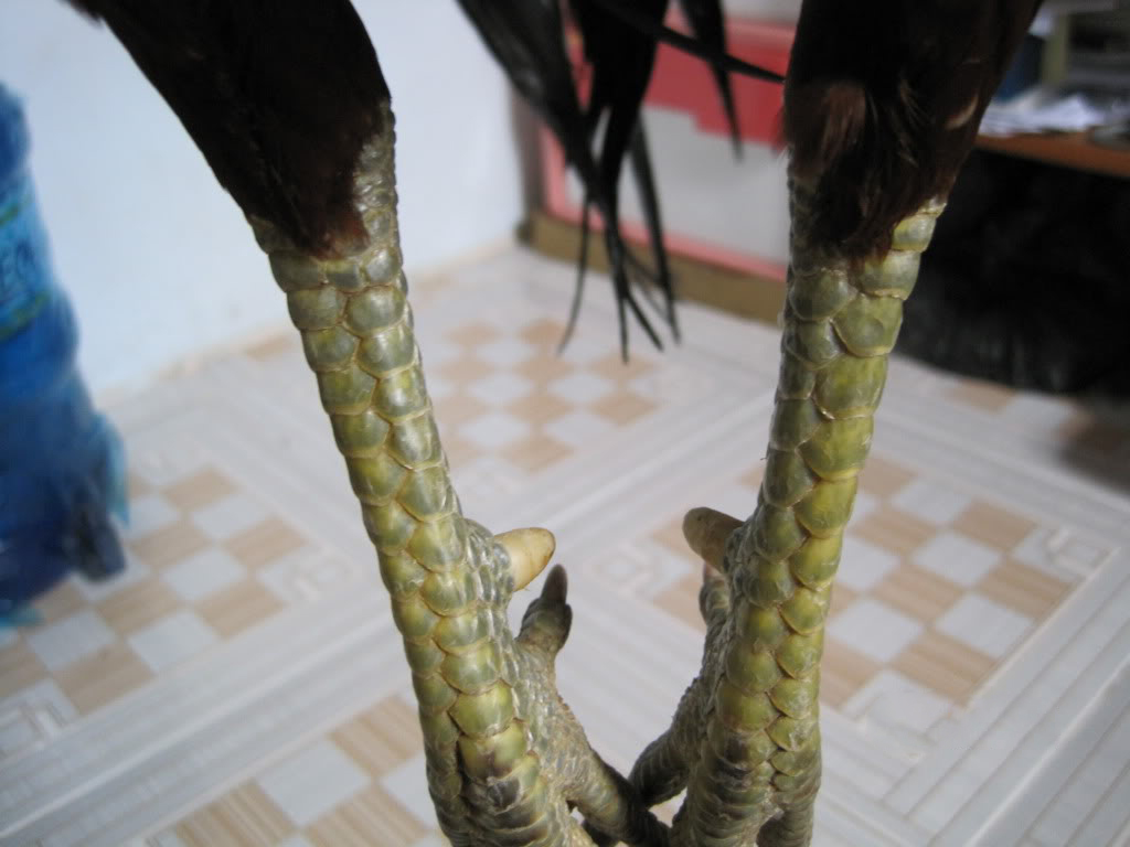 Cách xem chân gà đá hay mà ít người tiết lộ chuẩn xác 100