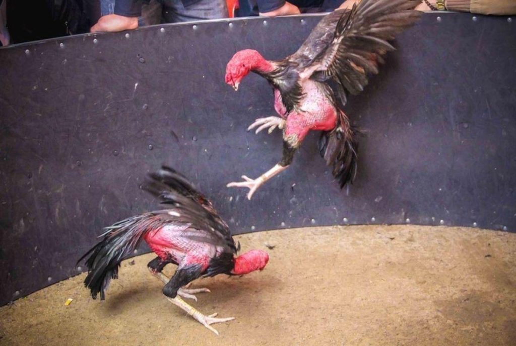 Xem đá gà trực tiếp tại Ga6789