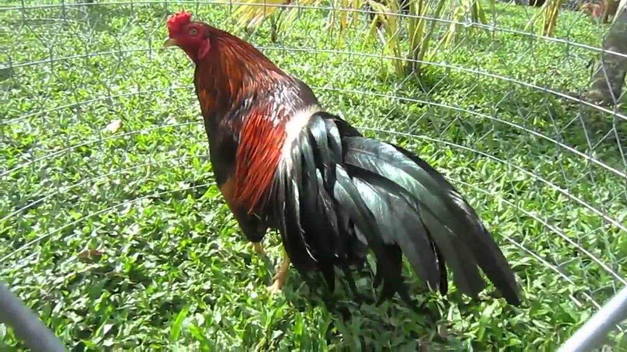 Tiết lộ cách nuôi gà đá cựa sắt đánh đâu thắng đó từ A tới Z Tiết lộ cách nuôi gà đá cựa sắt đánh đâu thắng đó từ A tới Z