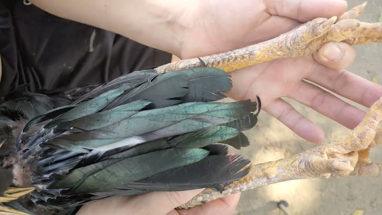 Chia sẻ bí kíp nhận biết gà có đòn cáo cực kì quan trọng cho anh em kê thủ Chia sẻ bí kíp nhận biết gà có đòn cáo cực kì quan trọng cho anh em kê thủ