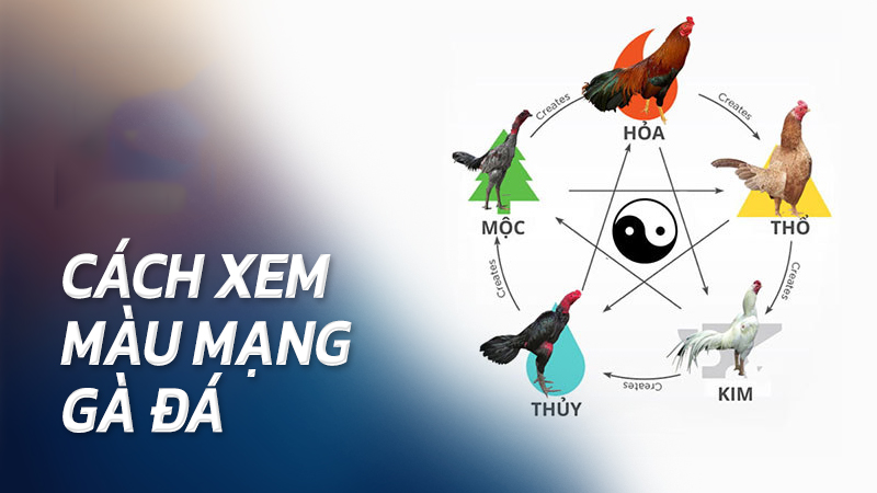 Hôm nay đá gà màu nào mạnh? Cách xem màu mạng gà đá chuẩn cho sư kê